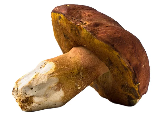Cogumelo porcini fresco isolado — Fotografia de Stock