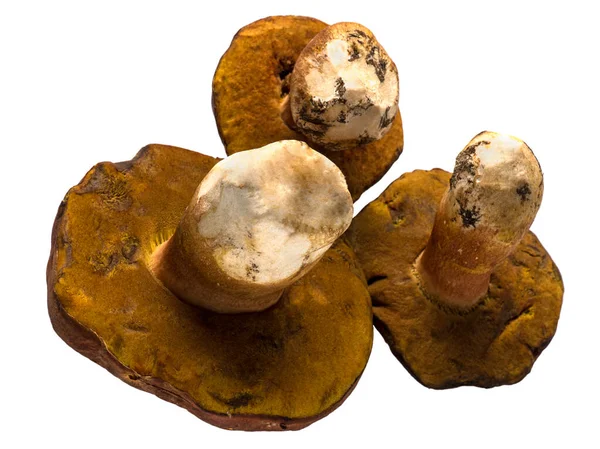 분리된 신선한 생 포르치니 버섯 — 스톡 사진