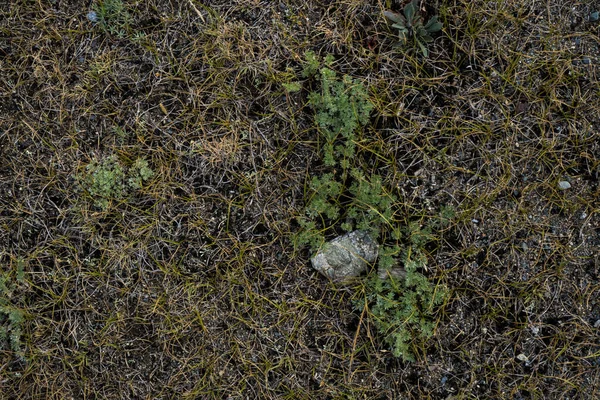 枯れた草の質感。生命のない背景画像。シベリア — ストック写真