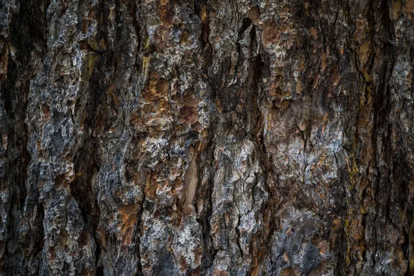 Bir ağacın kabuğunun dokusu. Makro fo arka plan görüntüsü — Stok fotoğraf