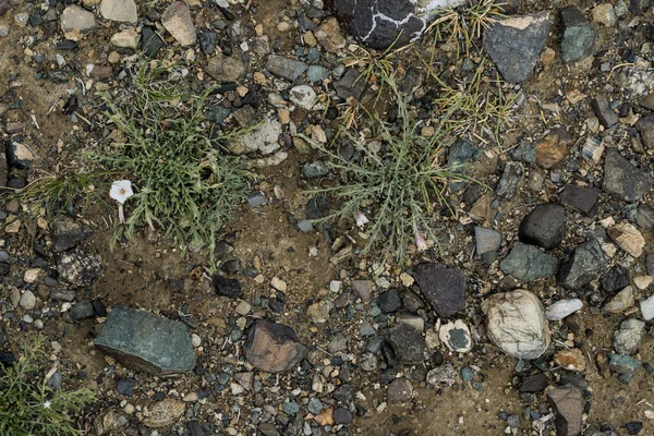 A textura de pedra fina no chão com grama e flores . — Fotografia de Stock