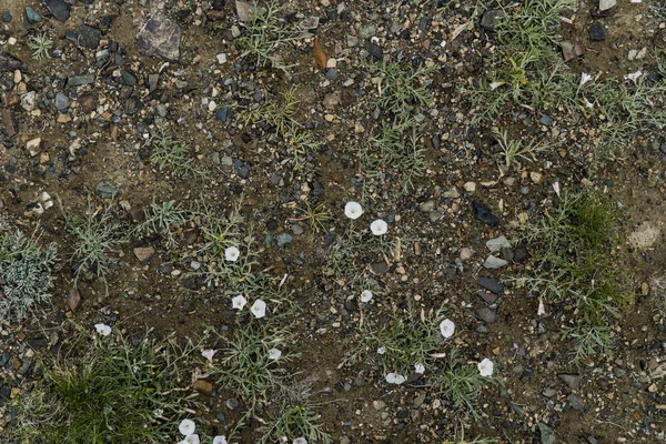 The texture of fine stone on the ground with grass and flowers.