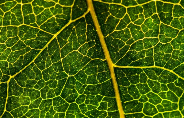 Imagem de fundo de uma folha de uma árvore fecham. Uma folha verde de um — Fotografia de Stock