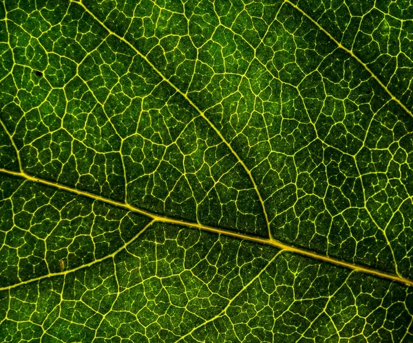 Bakgrundsbild av ett löv i ett träd närbild. Ett grönt blad av en — Stockfoto