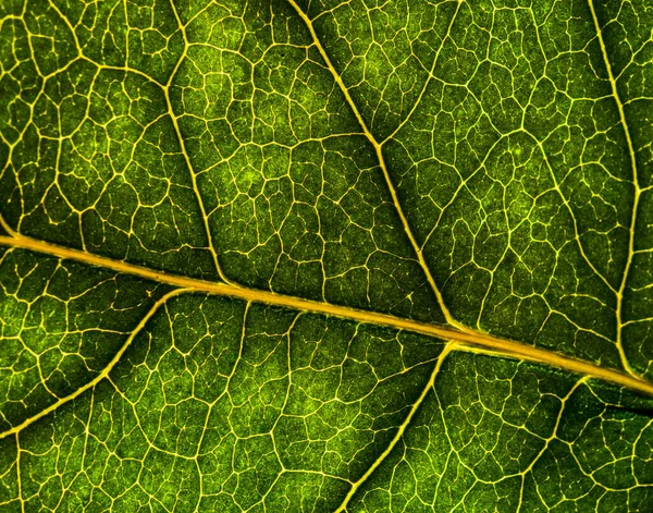 Background image of a leaf of a tree close up. A green leaf of a — Stock Photo, Image