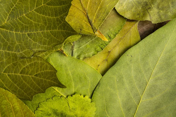 Εικόνα φόντου από φύλλα που πυροβολούν από την κορυφή. Πράσινο φυσικό Foli — Φωτογραφία Αρχείου
