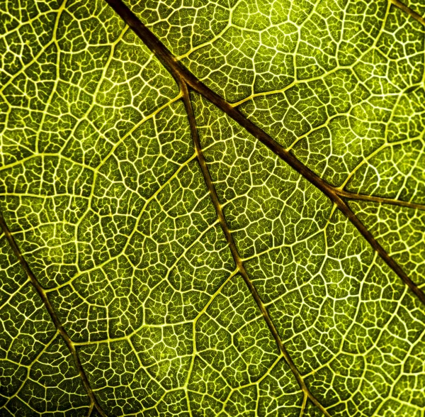 Image de fond d'une feuille d'un arbre gros plan. Une feuille verte d'un — Photo