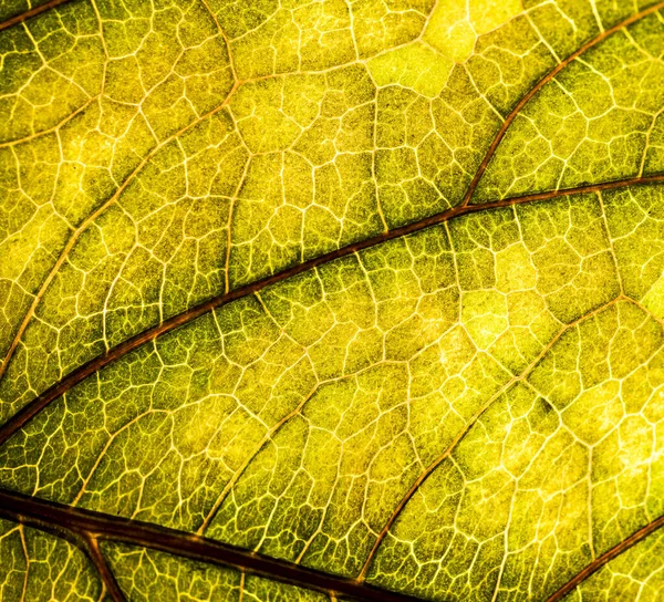 Imagem de fundo de uma folha de uma árvore fecham. Uma folha verde de um — Fotografia de Stock