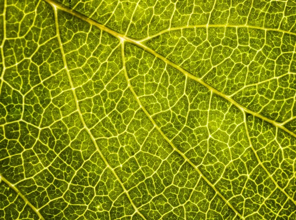 La imagen de fondo de la hoja del árbol se acercan. Una hoja verde de un —  Fotos de Stock