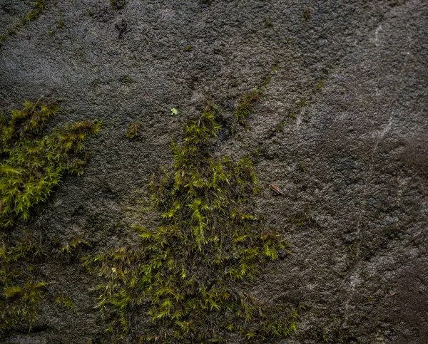 Texture di pietra bagnata ricoperta di muschio. Immagine di sfondo di macr — Foto Stock