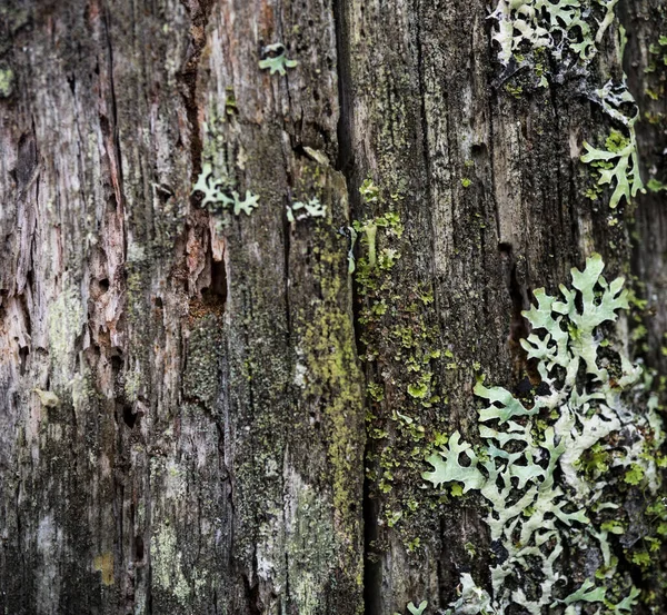 La textura de la corteza de un árbol. Imagen de fondo de macro pho —  Fotos de Stock