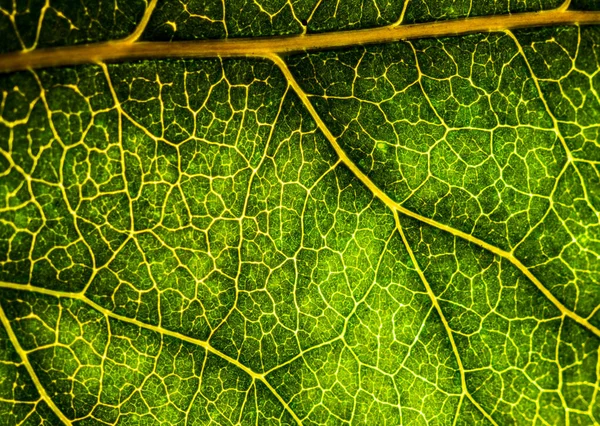 Background image of a leaf of a tree close up. A green leaf of a — Stock Photo, Image