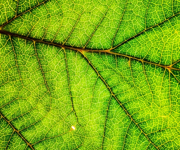 Imagem de fundo de uma folha de uma árvore fecham. Uma folha verde de um — Fotografia de Stock