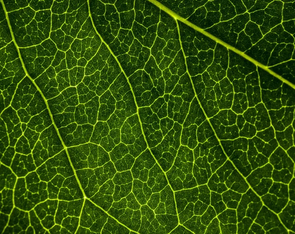 Immagine di sfondo di una foglia di un albero da vicino. Una foglia verde di un — Foto Stock