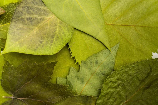 Image de fond de feuilles prises du haut. Foli naturel vert — Photo