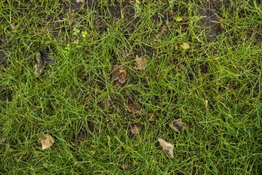 Yeşil çimlerin dokusu. Yeşil taze g arka plan görüntüsü