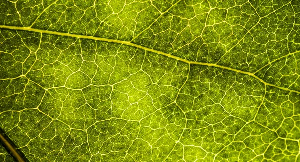 Фоновое изображение листа дерева крупным планом. Зелёный лист... — стоковое фото