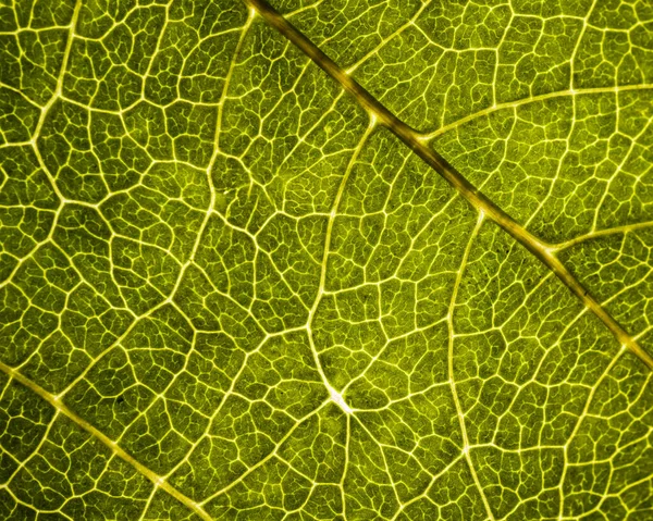 Achtergrondafbeelding van een blad van een boom close-up. Een groen blad van een — Stockfoto