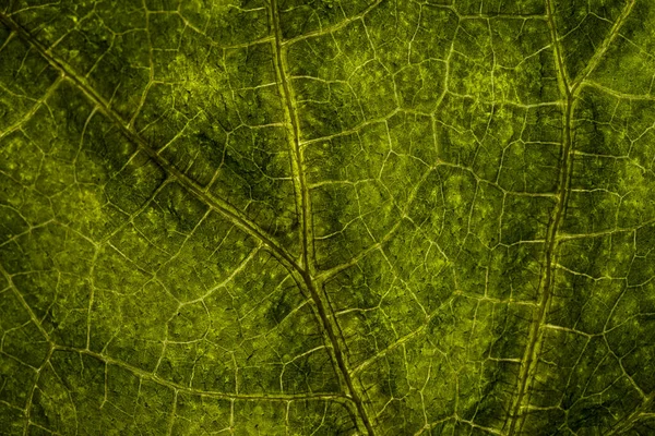 Immagine di sfondo di una foglia di un albero da vicino. Una foglia verde di un — Foto Stock