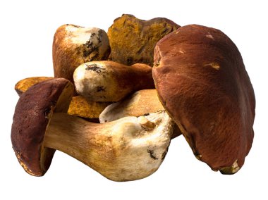 İzole taze çiğ porcini mantar