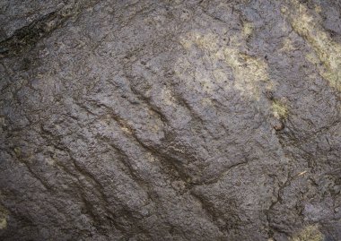 Yosun la kaplı ıslak taş dokusu. macr arka plan görüntüsü