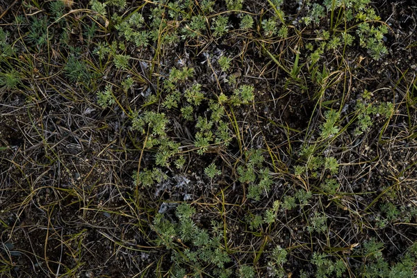 Texture di erba secca. Immagine di sfondo senza vita. Siberiano s — Foto Stock