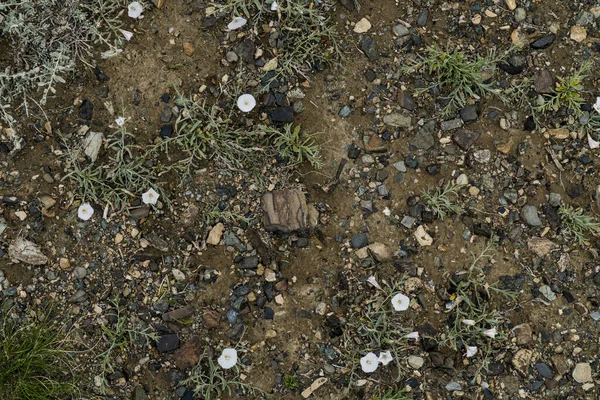 Konsistensen av fin sten på marken med gräs och blommor. — Stockfoto