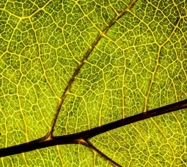 Background image of a leaf of a tree close up. A green leaf of a — Stock Photo, Image