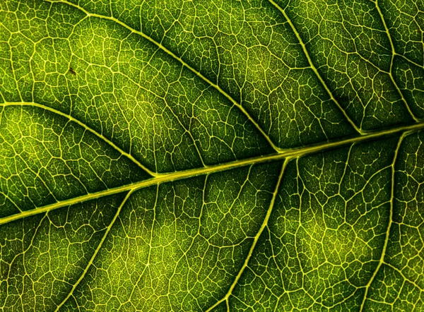 Background image of a leaf of a tree close up. A green leaf of a — Stock Photo, Image