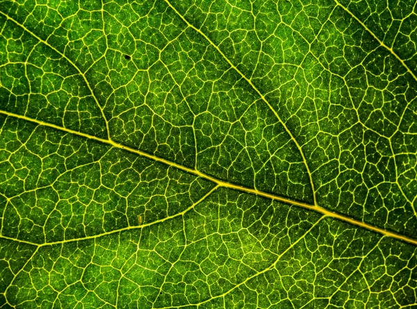 Image de fond d'une feuille d'un arbre gros plan. Une feuille verte d'un — Photo