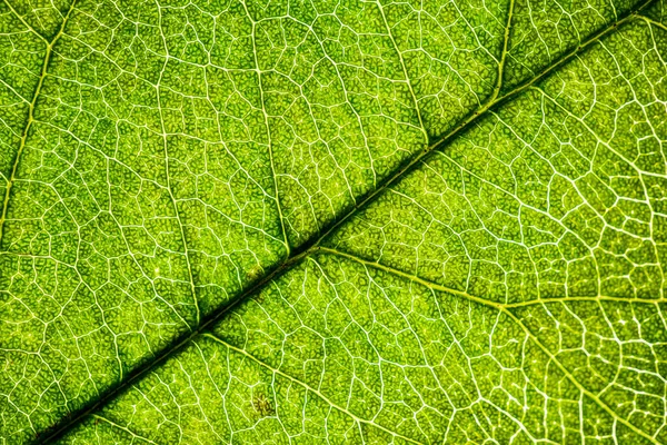 Imagem de fundo de uma folha de uma árvore fecham. Uma folha verde de um — Fotografia de Stock