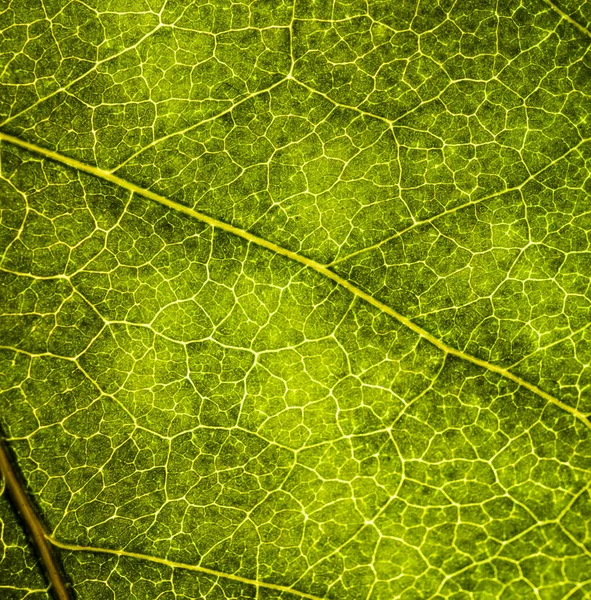 Bakgrundsbild av ett löv i ett träd närbild. Ett grönt blad av en — Stockfoto