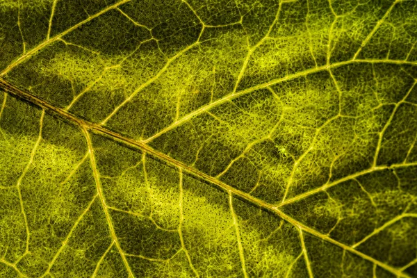 Immagine di sfondo di una foglia di un albero da vicino. Una foglia verde di un — Foto Stock