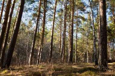 Bahar Ormanı 'nın arka plan görüntüsü. Doğa canlanıyor. Kozalaklı orman. Ağaç gövdeleri. Karışık orman. Kozalaklı kaplama. Güneş ışığı ışınları. Peri ormanı. Mesaj için yer var. Doğal manzara..