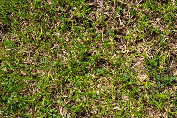Tekstura Zielonej Trawy Młoda Trawa Wiosenny Trawnik Obraz Tła Płytkiej — Zdjęcie stockowe