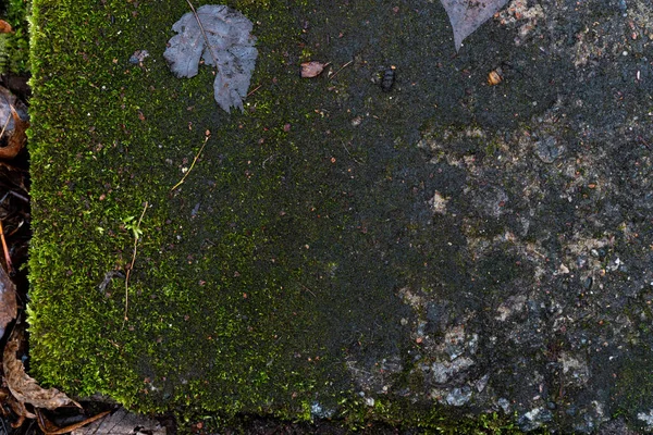 图形资源 一个带翡翠苔藓的混凝土板的背景图像 钢筋混凝土产品 多年生绿色植物 叶状侧枝和根状分生植物 — 图库照片