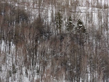 Landscape winter coniferous forest in the mountains. Cold snowy morning on a mountain cliff. Trees covered with snowdrifts. Russia, Siberia, Altai Territory, Belokurikha.