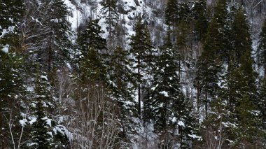 Landscape winter coniferous forest in the mountains. Cold snowy morning on a mountain cliff. Trees covered with snowdrifts. Russia, Siberia, Altai Territory, Belokurikha.