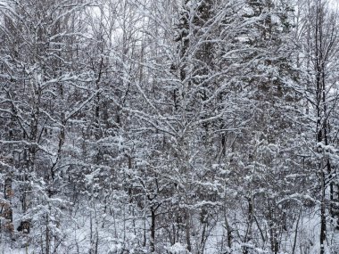 Landscape winter coniferous forest in the mountains. Cold snowy morning on a mountain cliff. Trees covered with snowdrifts. Russia, Siberia, Altai Territory, Belokurikha.