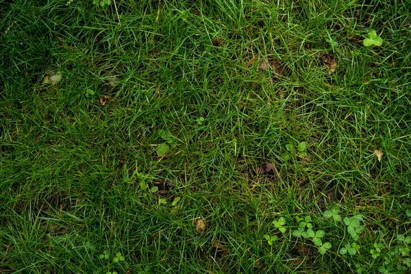 Tekstura Zielonego Trawnika Obraz Tła Zielonej Świeżej Trawy — Zdjęcie stockowe