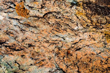 Taşın dokusu yosunla büyümüş. Bir kayanın arka plan görüntüsü