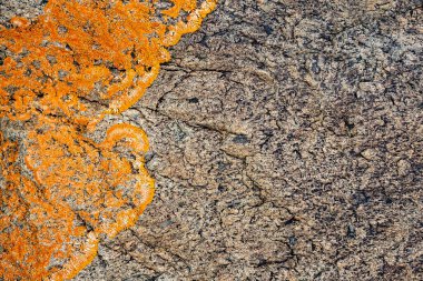 Taşın dokusu yosunla büyümüş. Bir kayanın arka plan görüntüsü