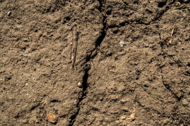 Toprağın dokusu. Arkaplan resmi. Sibirya toprağı. Makro fotoğraf.