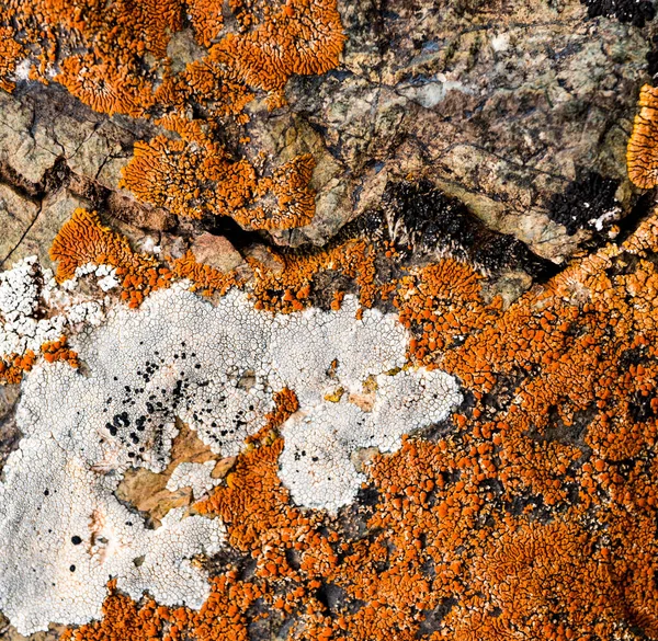 Textura Piedra Cubierta Musgo Imagen Fondo Una Roca —  Fotos de Stock
