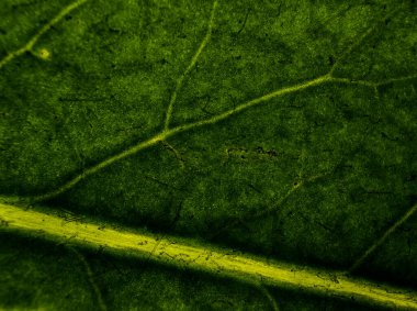 Bir ağacın arka planındaki yaprağın yakın plan görüntüsü. Bir ağacın yeşil yaprağı büyük bir büyütmedir. Makro çekim