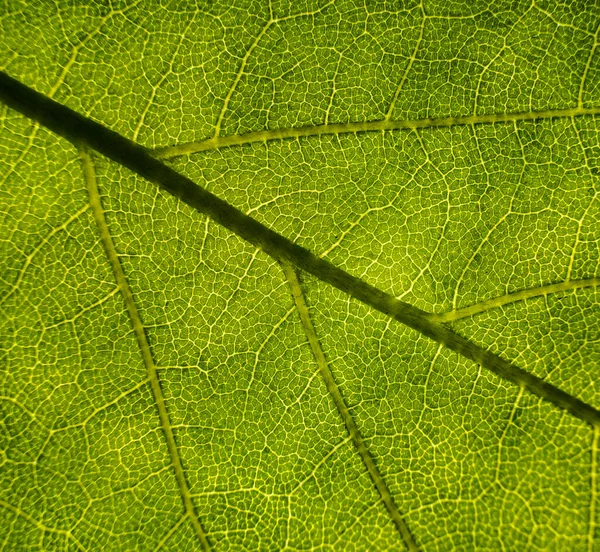 Bakgrundsbild Ett Löv Nära Håll Ett Grönt Löv Ett Träd — Stockfoto