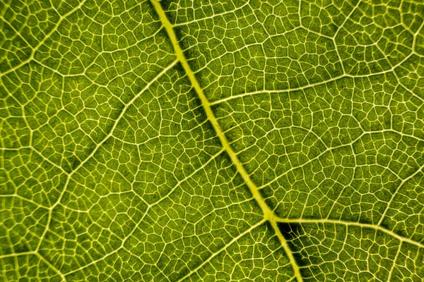 Hintergrundbild Eines Baumblattes Großaufnahme Ein Grünes Blatt Eines Baumes Ist — Stockfoto