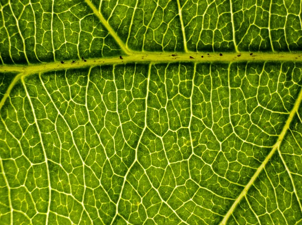 Background Image Leaf Tree Close Green Leaf Tree Big Magnification — Stock Photo, Image