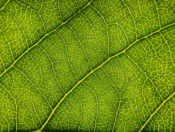 Obrázek Zblízka Pozadí Listu Stromu Zelený List Stromu Velké Zvětšení — Stock fotografie