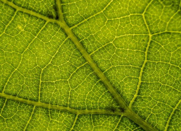 Imagem Fundo Uma Folha Uma Árvore Fecham Uma Folha Verde — Fotografia de Stock